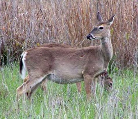 Example of a beautiful white-tailed deer