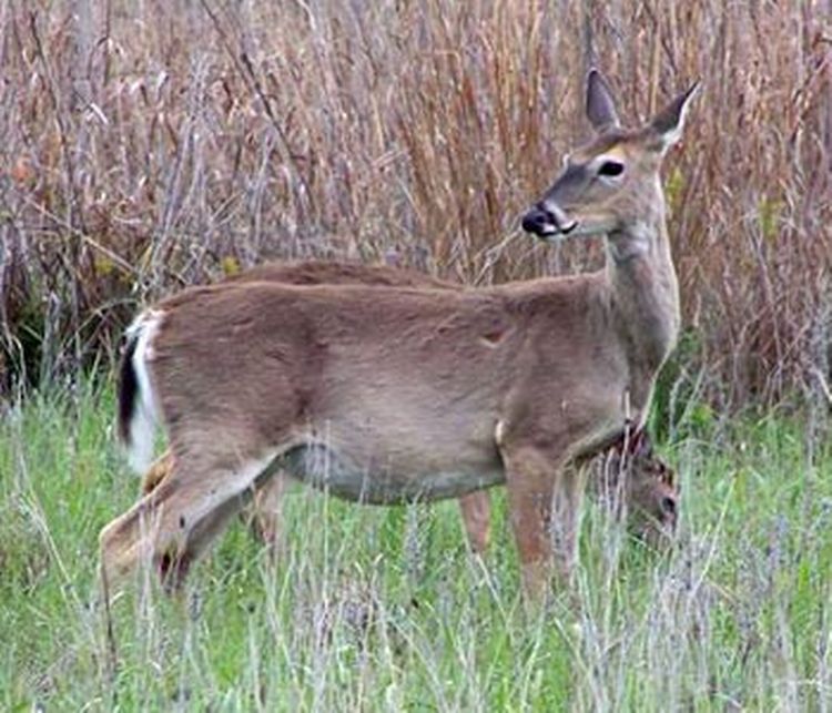 Example+of+a+beautiful+white-tailed+deer