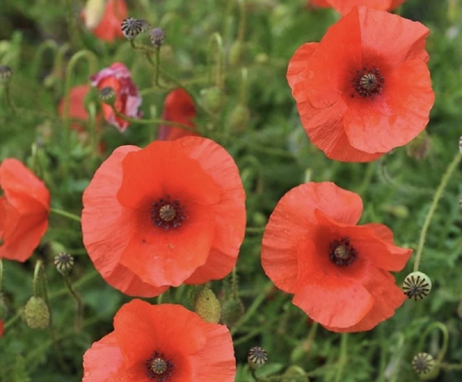 Poppy Flowers for Veterans