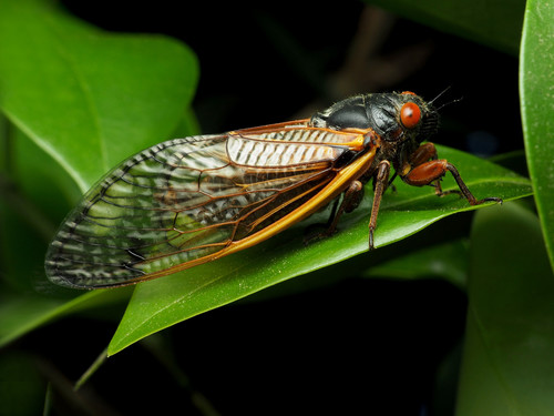 Pharaoh Cicada, Magicicada septendecim, on iNaturalist; Taken on May 17, 2021 in Montgomery Maryland; cc-by Katja Schulz