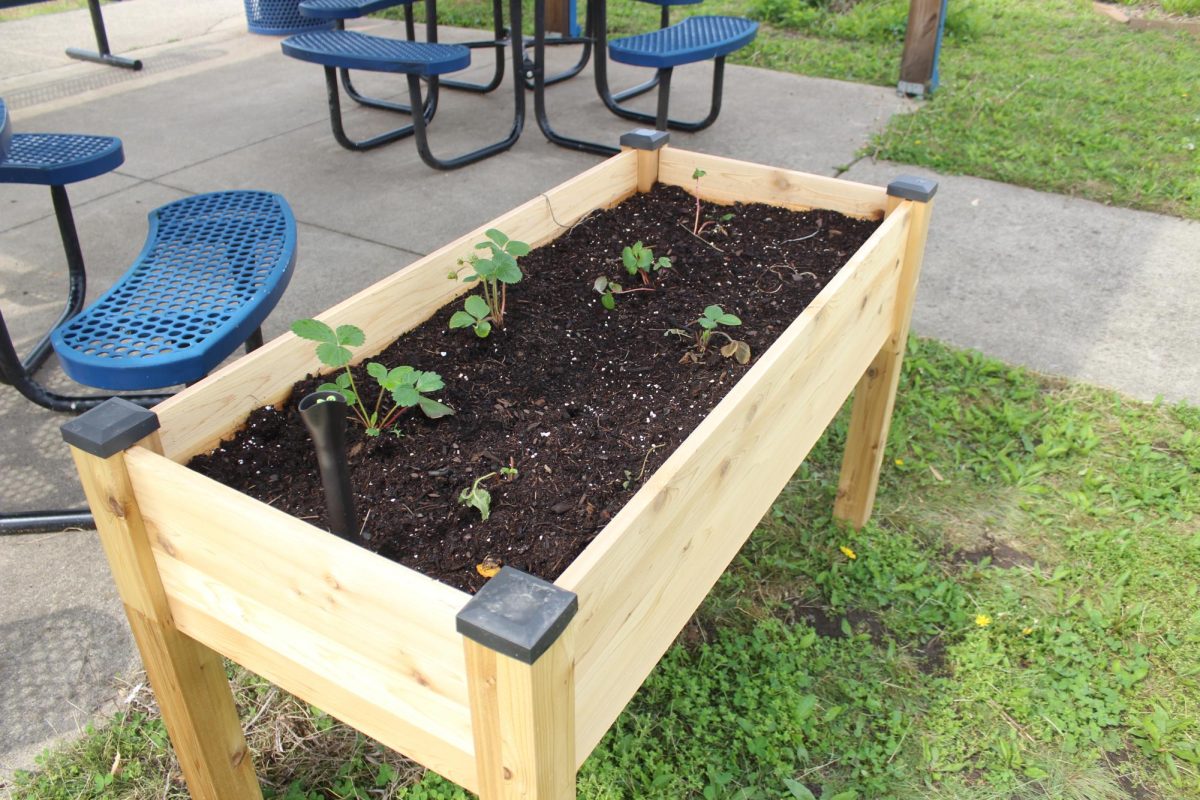 One of the Garden Club's raised garden beds