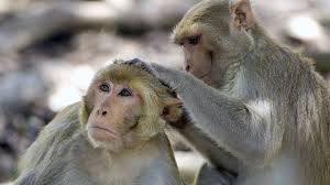 Fun Facts about Monkeys