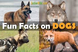 Fun Facts About Dogs