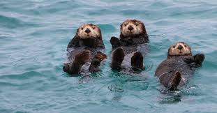 The Fascinating World of Otter