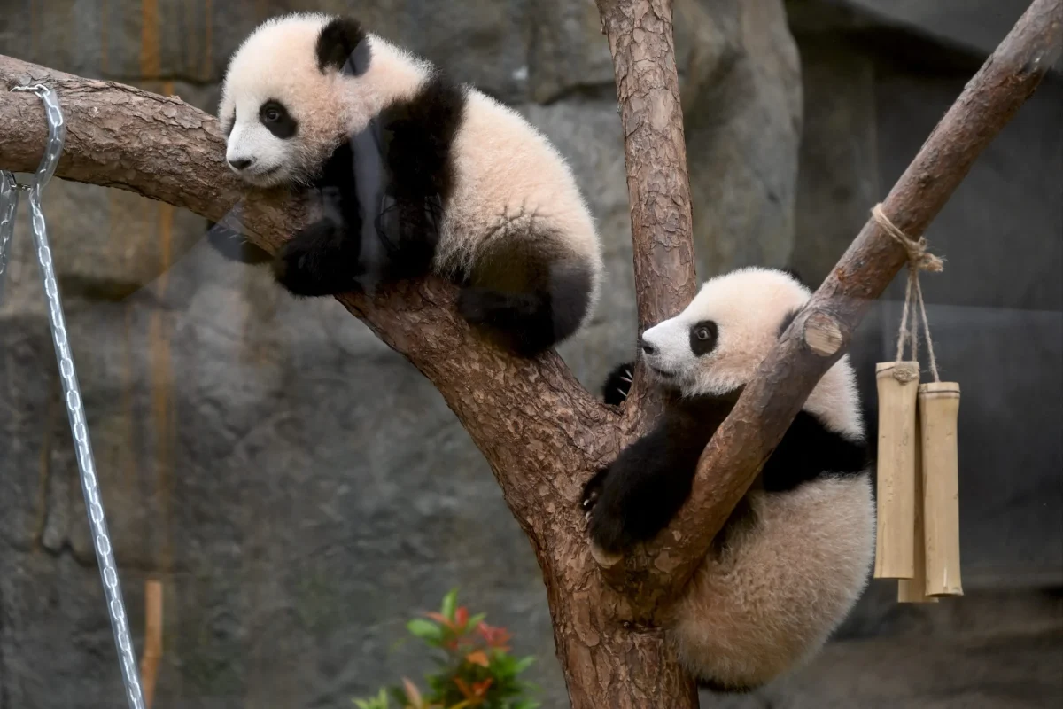 Things to Know About the Panda!