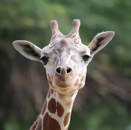 Random Things About Giraffes!