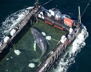 Young Humpback Whale Named Timmy, Has Finally Been Released