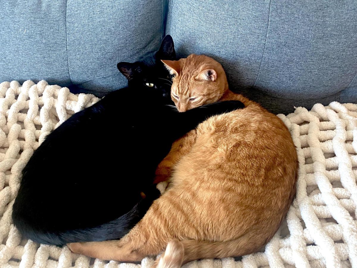 Fun Facts On Cats!
