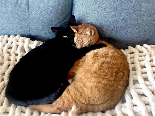 Fun Facts On Cats!