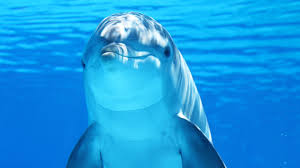 Dolphins!