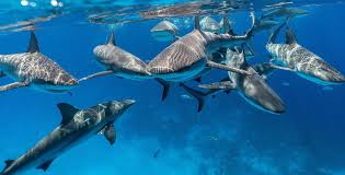Fun Facts On Sharks!